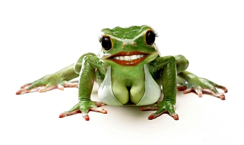 Frog series HD wallpaper