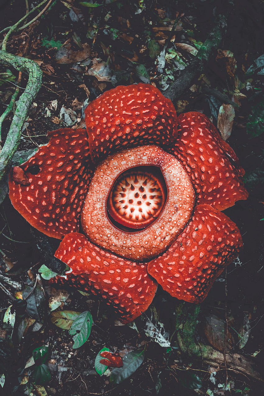 Blumen, Blume, gefleckt, fleckig, exotisch, Rafflesia, Blumenmonster HD-Handy-Hintergrundbild