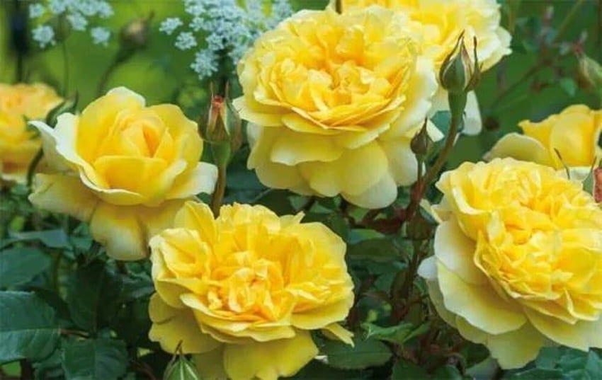 Yellow roses, Roses, Flowers, Closeup, Garden HD wallpaper
