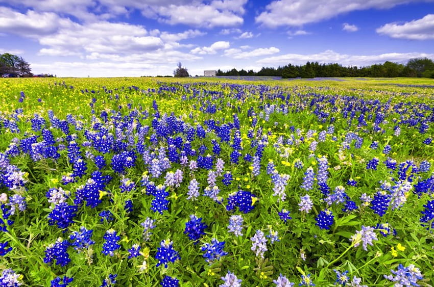 Texas bluebonnets festival, bluebonnets, festival, Texas, padang rumput, cantik, musim semi, musim panas, bunga liar, karpet, cantik, bidang, awan, alam, bunga, langit, menyenangkan Wallpaper HD