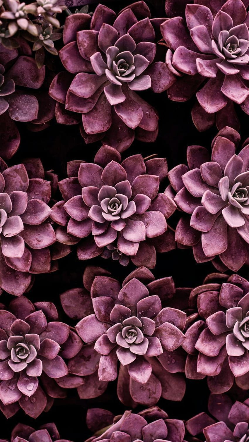 shades of violet. Succulent Love in 2019., Rose Shades HD phone wallpaper