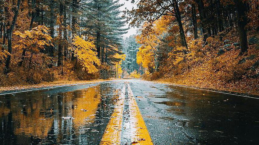 ถนนในฤดูใบไม้ร่วงเปียก ถนน ใบไม้ ล้มเหลว ต้นไม้ ฝนตก วอลล์เปเปอร์ HD