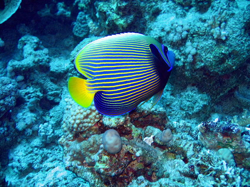 Ikan, karang, bawah air, binatang Wallpaper HD