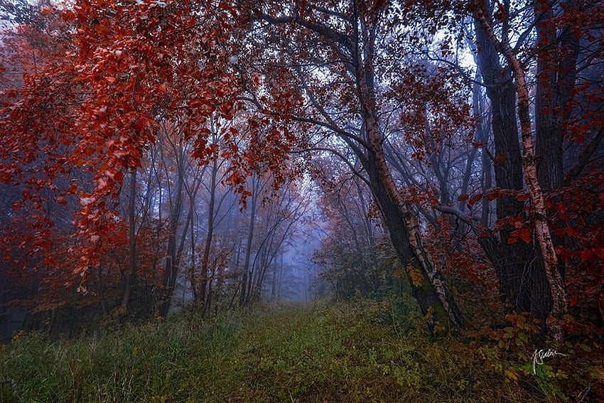 Forest: Mystic Morning Autumn Forest Path Trees Sedlar, 16 9 HD wallpaper