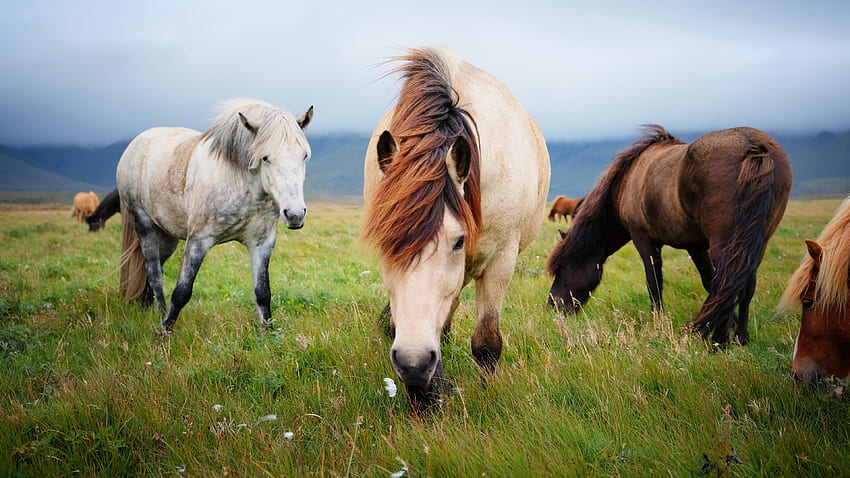 White Brown Horses Are Standing On Green Grass Eating Grass In Blur Sky Background Horse HD wallpaper
