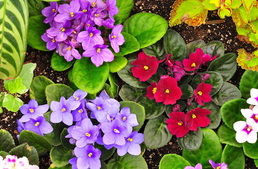 Violet, Verts, Parterre de fleurs, Jardin, Fleurs, Différents, Amorçage, Verts, Parterre de fleurs, Sol Fond d'écran HD