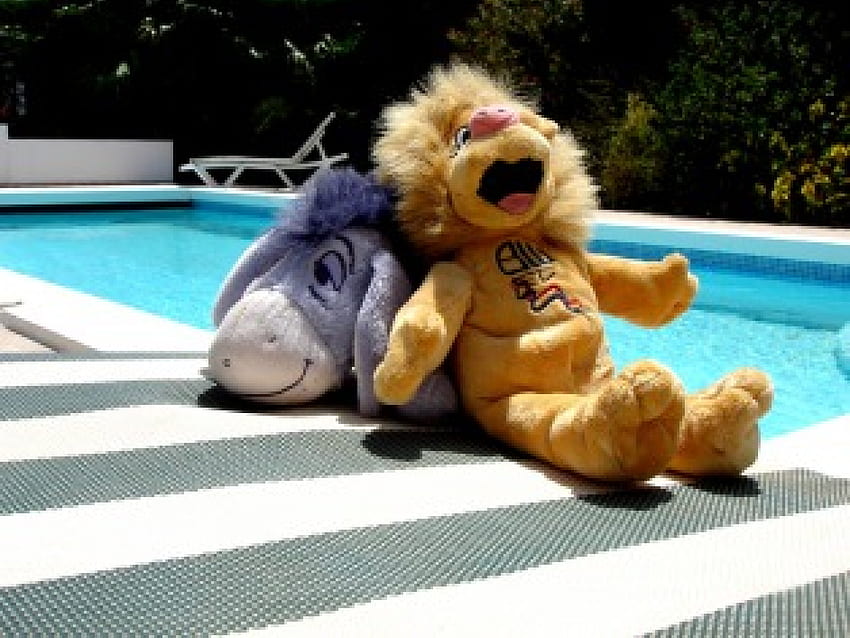 This is the life, animal, holiday, swim sun, hot, pool, lion, donkey HD wallpaper