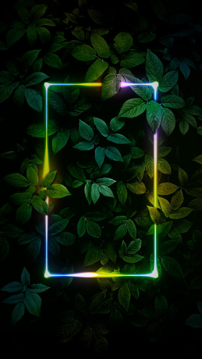 Feuilles, vert, plante_terrestre, néon, sombre, feuilles vertes, rectangle Fond d'écran de téléphone HD