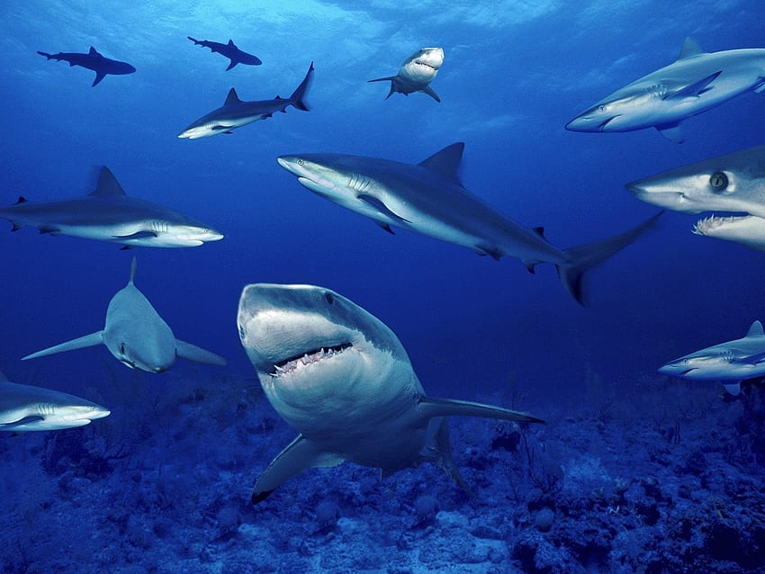 Pesci: oceano sottomarino scuola di squali natura mare di pesci, battaglia di squali Sfondo HD