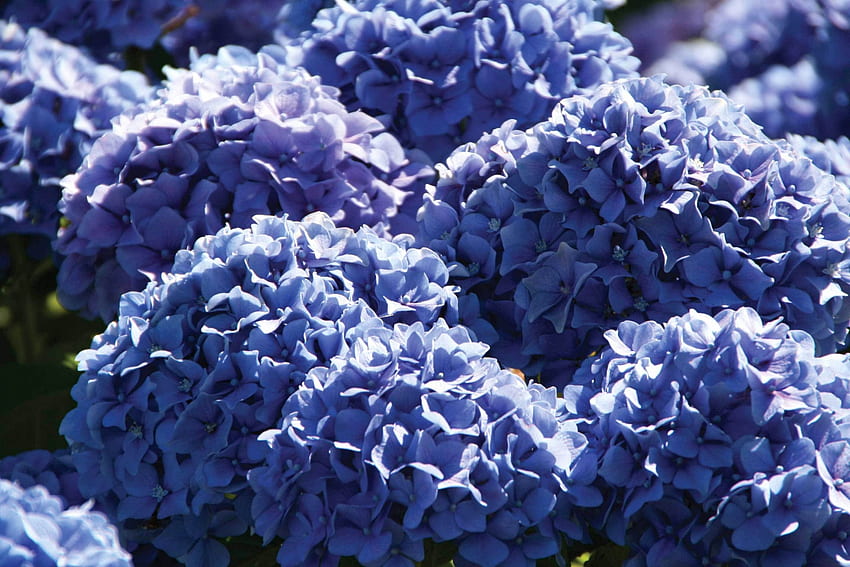 New Hydrangia Combination, Purple Hydrangea HD wallpaper | Pxfuel