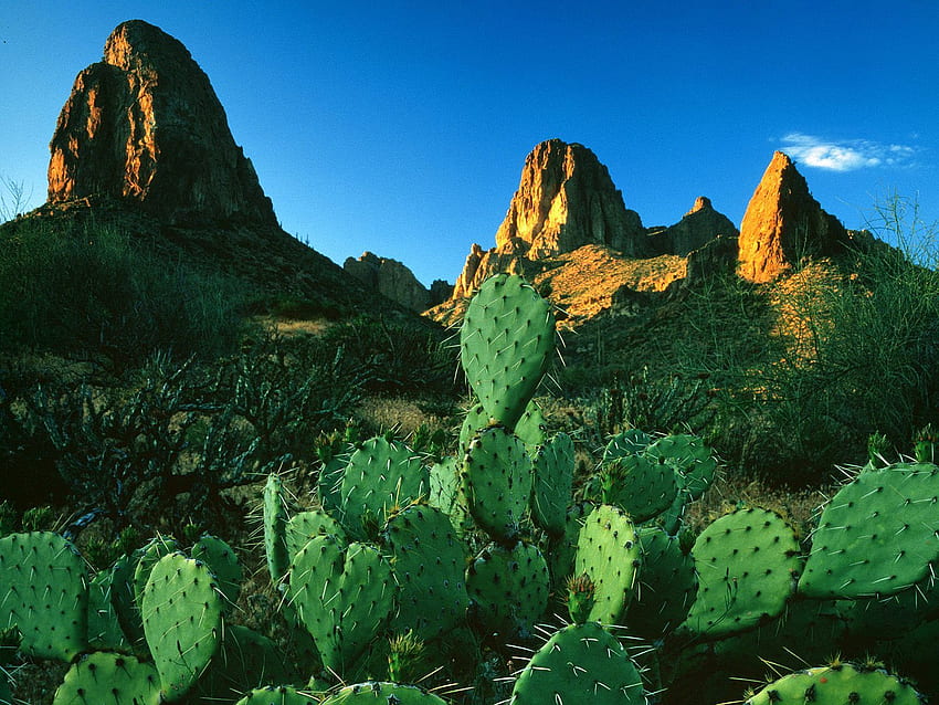 Изгревна светлина върху кактуси от опунция и планините на суеверията / Apache Trail / Аризона / САЩ и - HD тапет