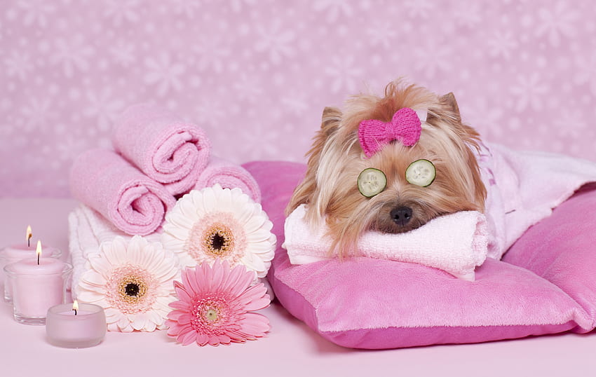 SPA day, dog, animal, cute, puppy, pink, flower, yorkshire terrier, funny, spa, caine HD wallpaper