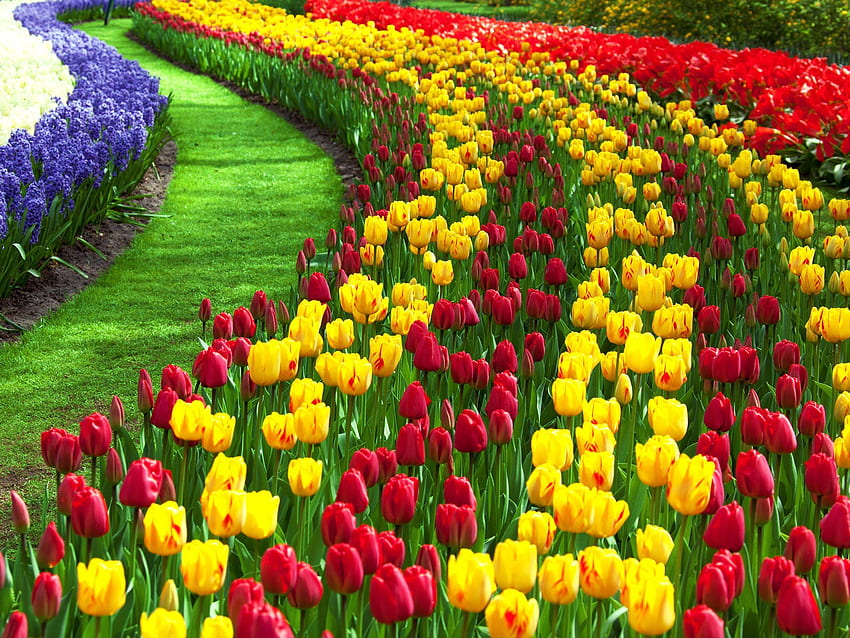 200000 Free Garden  Flowers Images  Pixabay