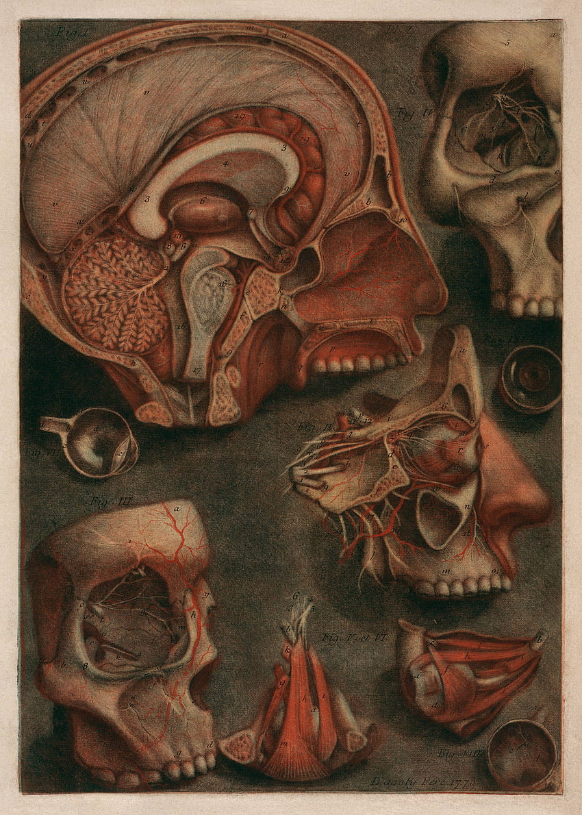 Anatomie Mensch 14462025 810998 [] für Ihr , Handy & Tablet. Entdecken Sie Anatomie. Anatomie des Menschen, Grau S Anatomie, Grau, Vintage Anatomie HD-Handy-Hintergrundbild