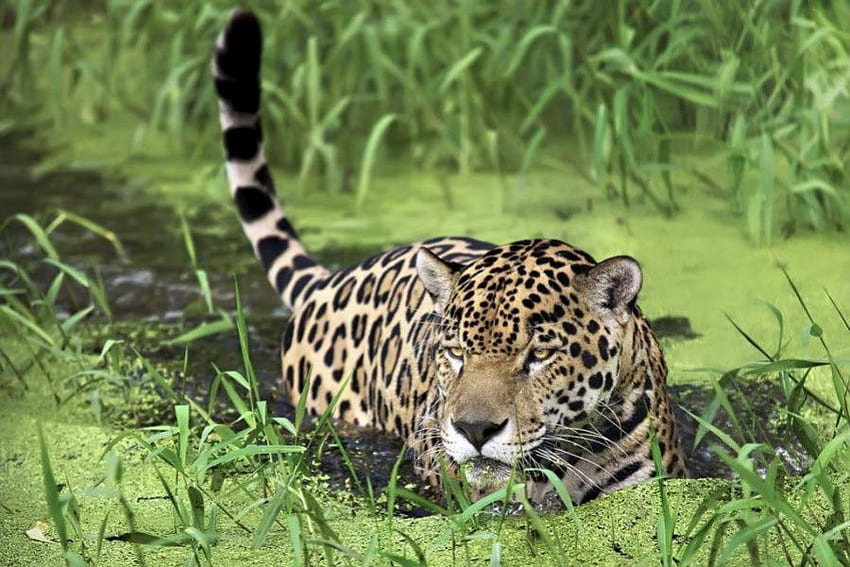 Leopardo, leopardos, animais papel de parede HD