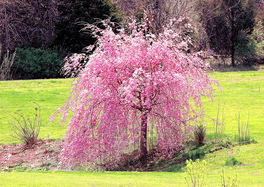 Little cherry, small grass, weeping cherry, spring, tree HD wallpaper
