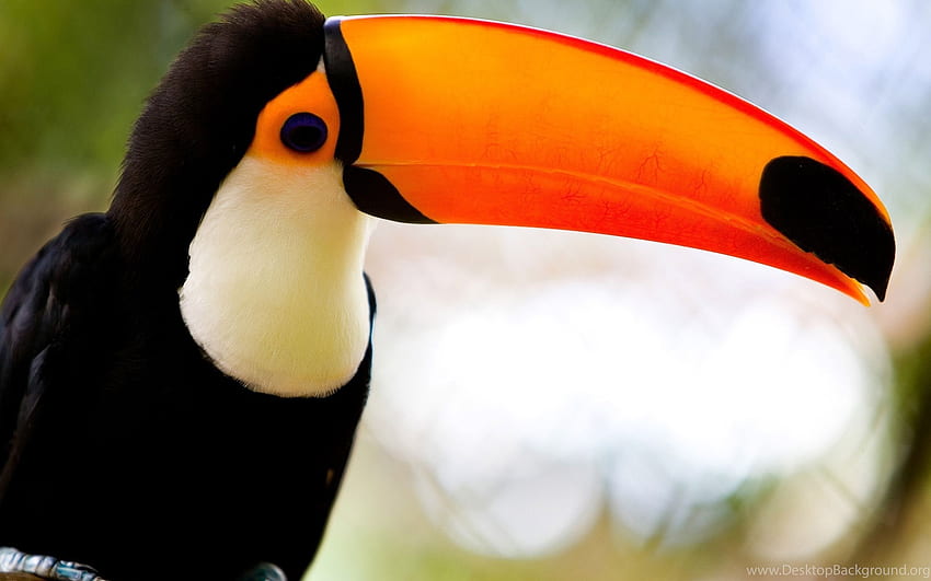 Toco Toucan Background HD wallpaper