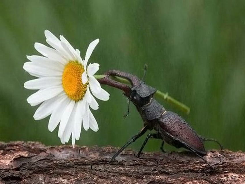 flower for U, carry, white, stag beetle, daisy HD wallpaper