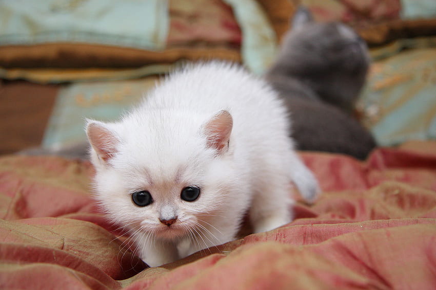 Anak kucing lucu, binatang, anak kucing, tempat tidur, lucu, kucing, kucing Wallpaper HD