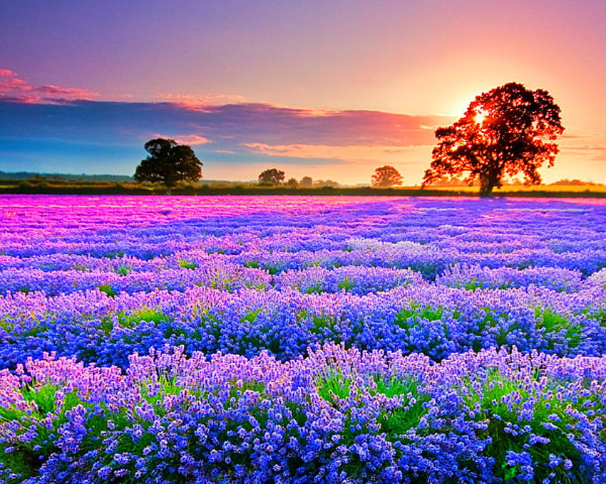 Field of Flowers Wallpaper  iPhone Android  Desktop Backgrounds