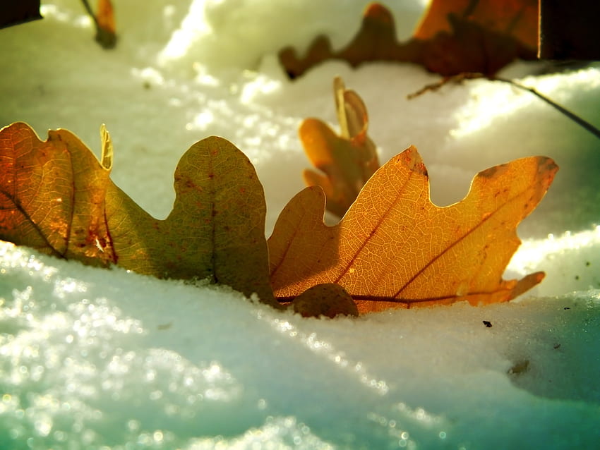 leaf, oak, autumn, snow, winter background, Winter Leaves HD wallpaper