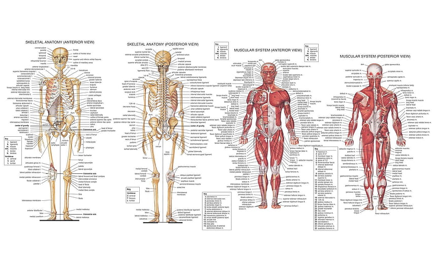 anatomia, Músculos, Esqueleto / e Móvel & , Anatomia do Esqueleto papel de parede HD