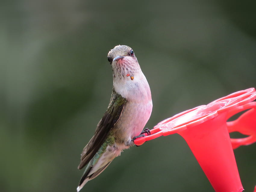 Small, bird, hummingbird HD wallpaper