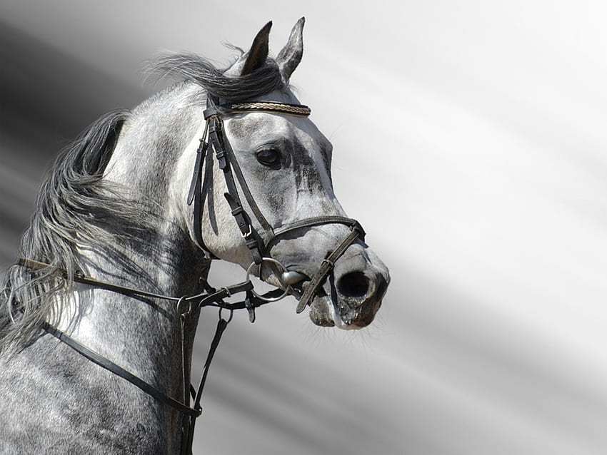Google Result For Background//dapple Grey Horse, Dapple Gray Horse HD wallpaper