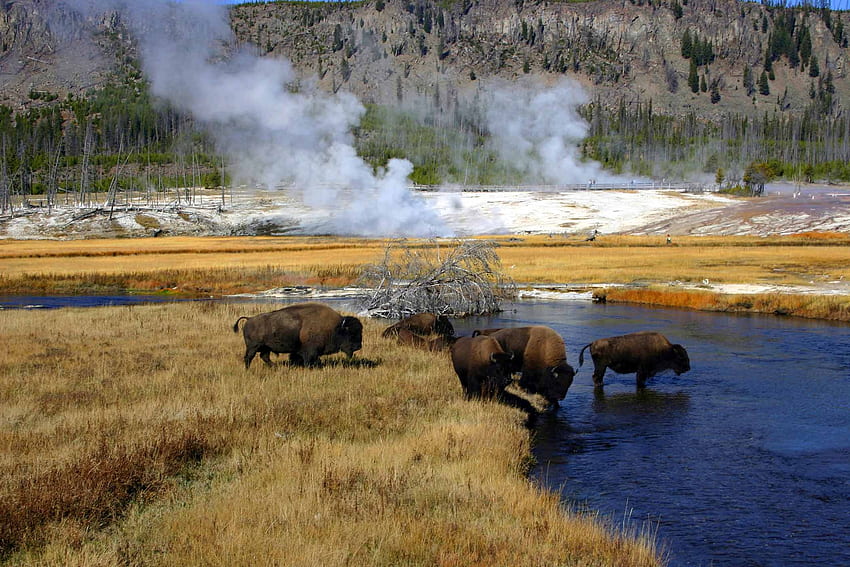 Crossing River in Yellowstone, landscape, autumn, water, buffaloes HD wallpaper