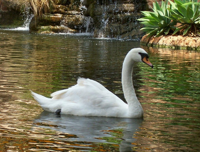 white swan, animal, river, bird, scenic HD wallpaper