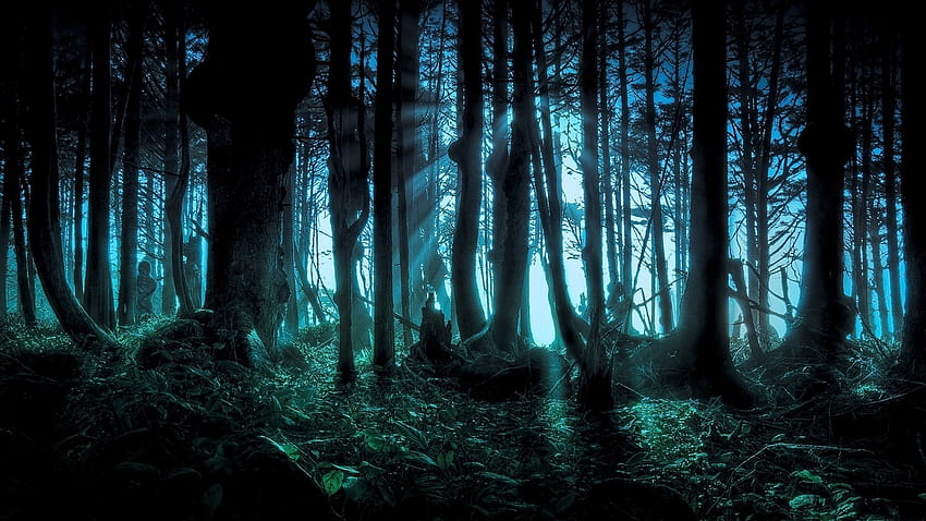 Forest Light, blue, light, trees, forest, dark HD wallpaper