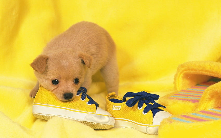 Animals, To Lie Down, Lie, Sneakers, Dog, Muzzle, Puppy, Shoes HD wallpaper
