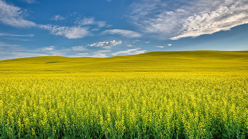 Gelbe Rapsblumen, grüne Blätter, Pflanzen, Feld, grüne Hügel, unter weißen Wolken, blauer Himmel, Natur HD-Hintergrundbild