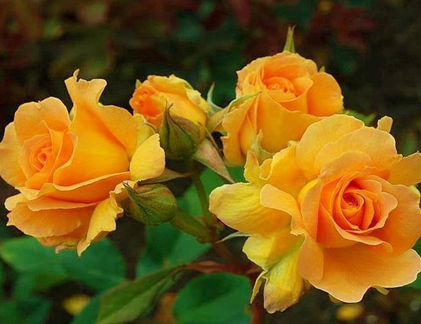 Lovely Yellow Roses, nature, flowers, roses, yellow HD wallpaper