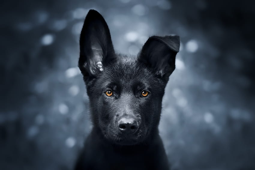 Mascota, cachorro negro, pastor alemán fondo de pantalla