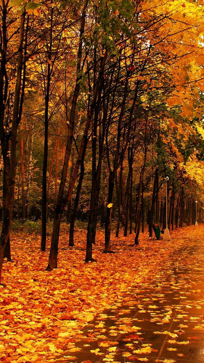 Yellow Forest Autumn - Autumn iPhone Full, Hello Autumn HD phone ...