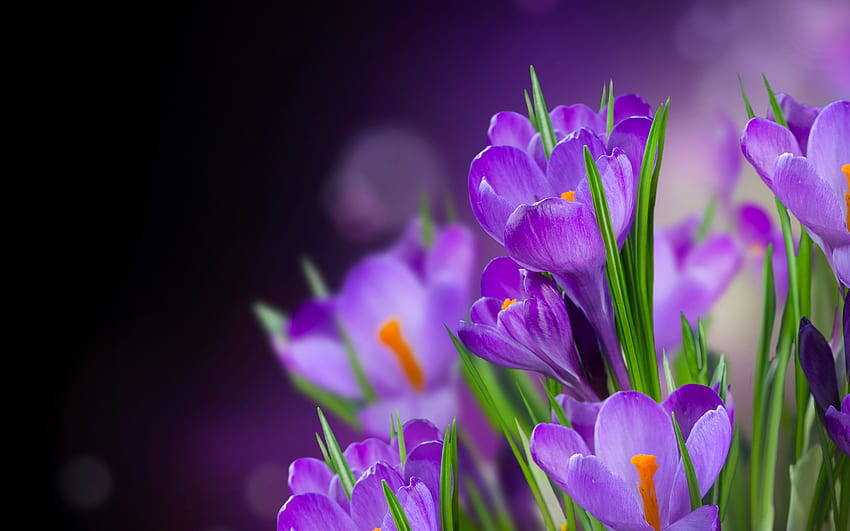 flores, plantas, violeta papel de parede HD
