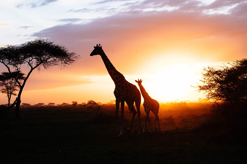 Animals, Giraffes, Young, Couple, Pair, Silhouettes, Joey HD wallpaper