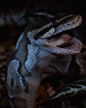 Banana Leopard Lesser Pastel – Markus Jayne Ball Pythons, banana ball