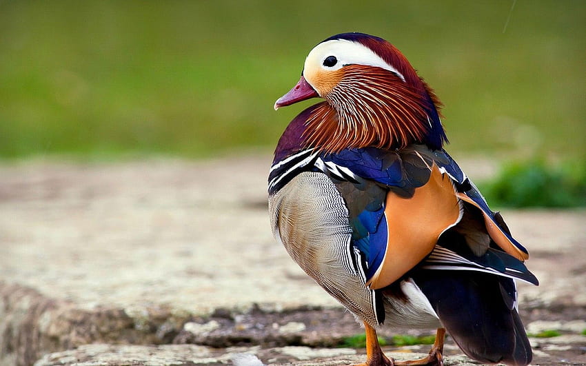 Bird: Drake Waterfowl Mandarin Bird Animals Birds 16 HD wallpaper | Pxfuel