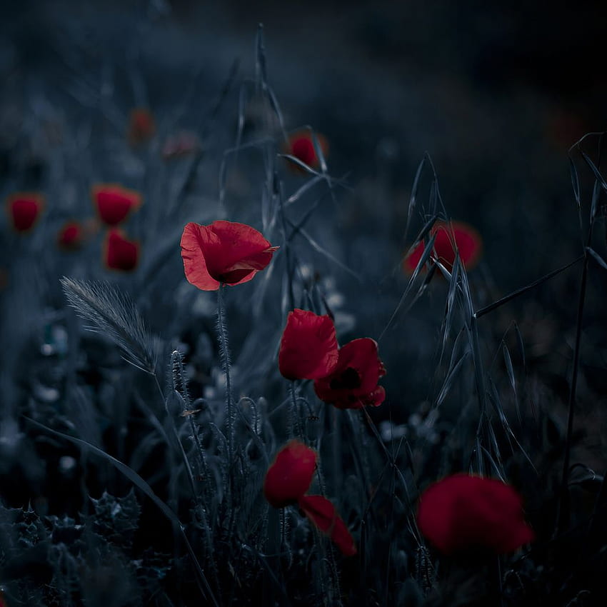 프리마베라 오스쿠라. 양귀비, 꽃 자연, 자연, 어두운 봄 HD 전화 배경 화면