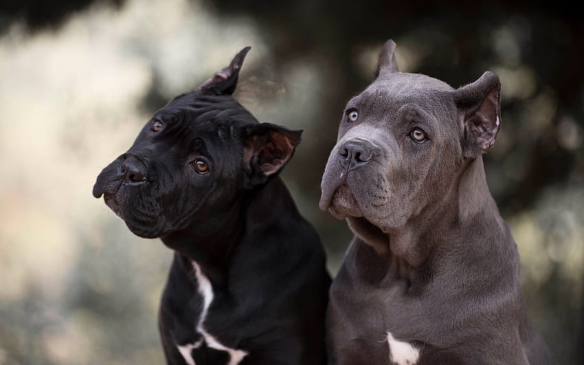 Cane Corso, , สัตว์เลี้ยง, สุนัข, สีดำ Cane Corso, โบเก้, สีเทา Cane Corso, Cane Corso Dog สำหรับความละเอียด . คุณสูง วอลล์เปเปอร์ HD