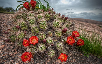 Flowers, Needle, Flower, Bloom, Flowering, Room, Cactus HD wallpaper