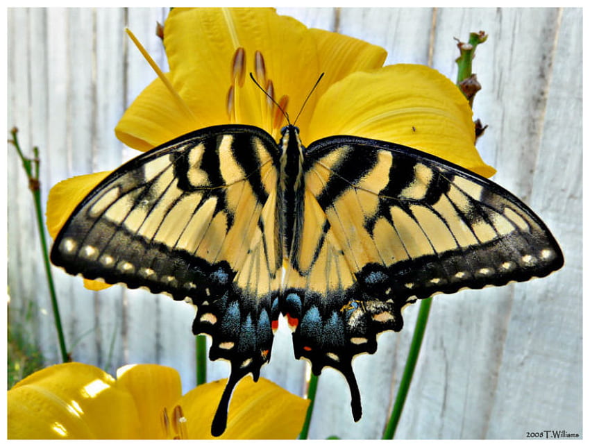 Butterfly Kisses ;), słoneczko, po prostu leć, cudowna, matka natura, motyl, życie, światło, żółty, słońce, na zawsze Tapeta HD