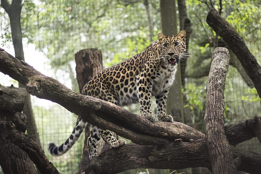 Animals, Leopard, Predator, Wild Cat, Wildcat, Zoo HD wallpaper