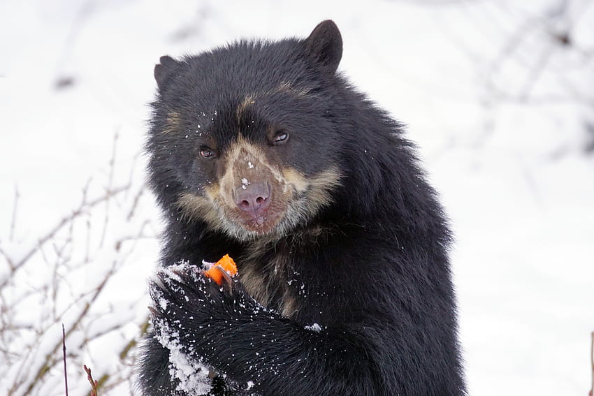 สัตว์ เจ๋ง หมีแว่น หมีแอนเดียน วอลล์เปเปอร์ HD