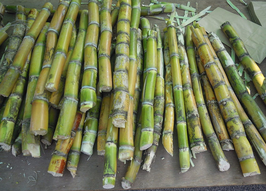 Sugarcane( Hindi: गन्ना. Telugu: చెరకు. Urdu: گنے ) HD wallpaper