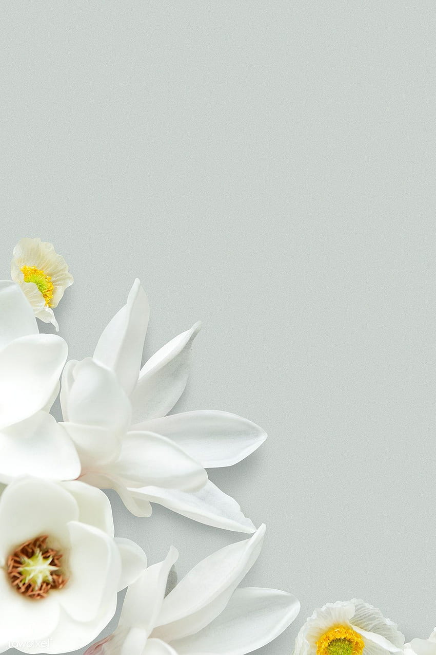 White magnolia pattern background. premium / Ake. Background patterns, White magnolia, Blue flower, Organic Flower HD phone wallpaper