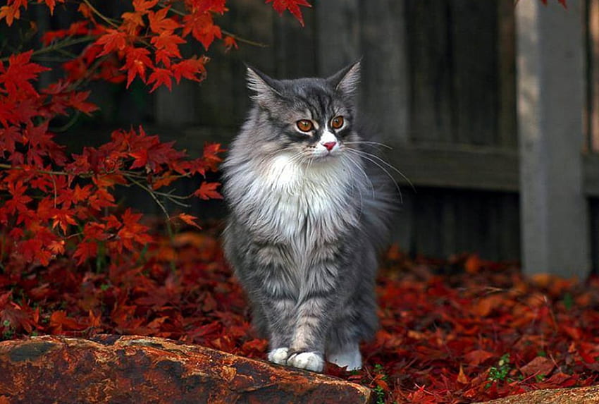 かわいい子猫、動物、秋、かわいい、美しい、葉、子猫 高画質の壁紙