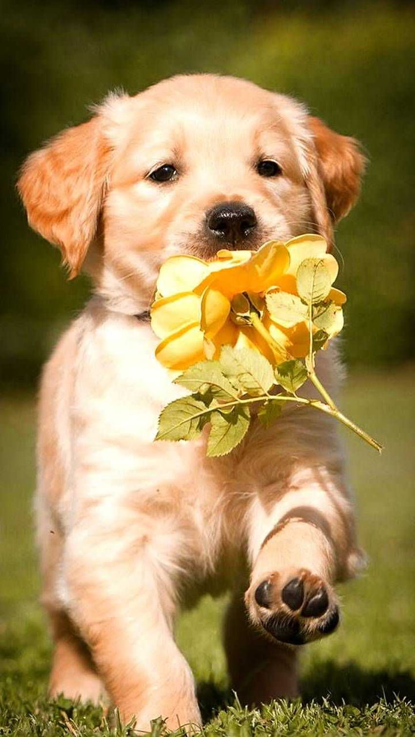 かわいい子犬、かわいい子犬 HD電話の壁紙